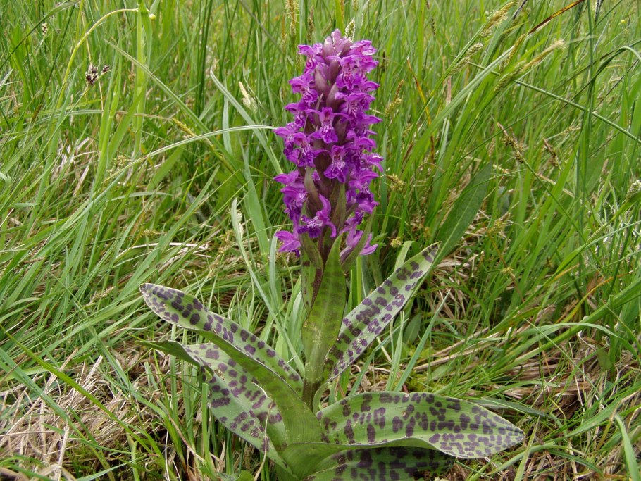 Ятрышник шлемоносный (Orchis militaris),