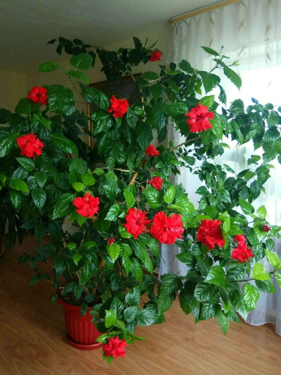 Роза гибискус комнатный