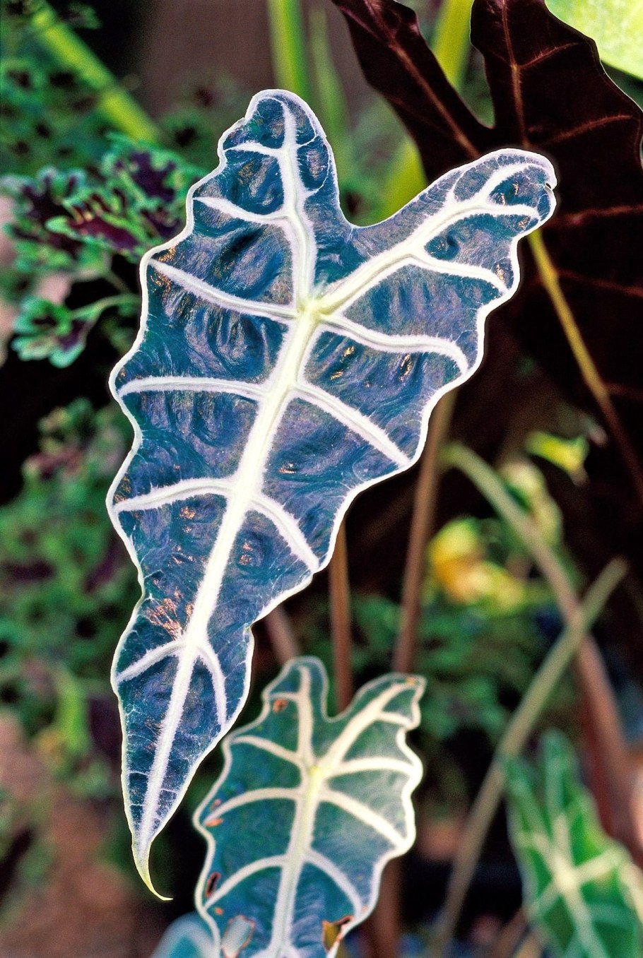 Алоказия Azlanii