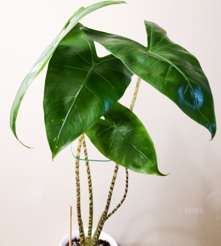 Алоказия longiloba