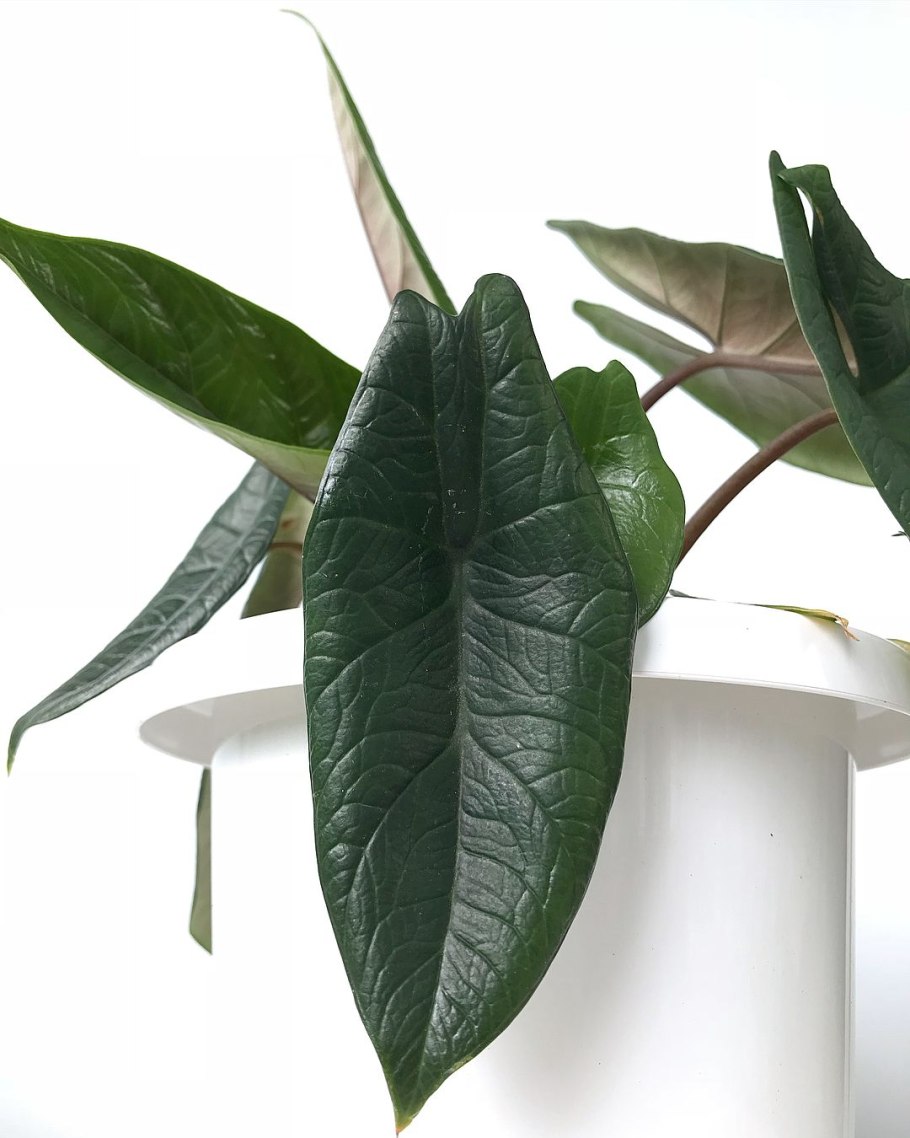 Алоказия скальтрум