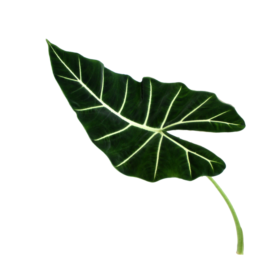 Алоказия Альба