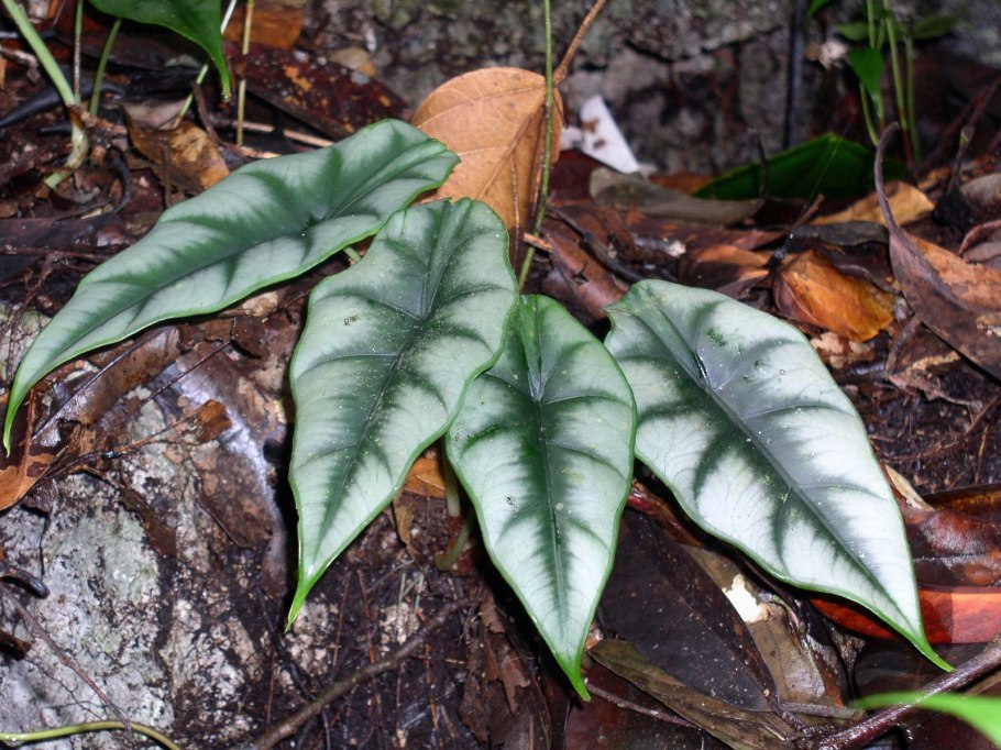 Алоказия Azlanii Азлани