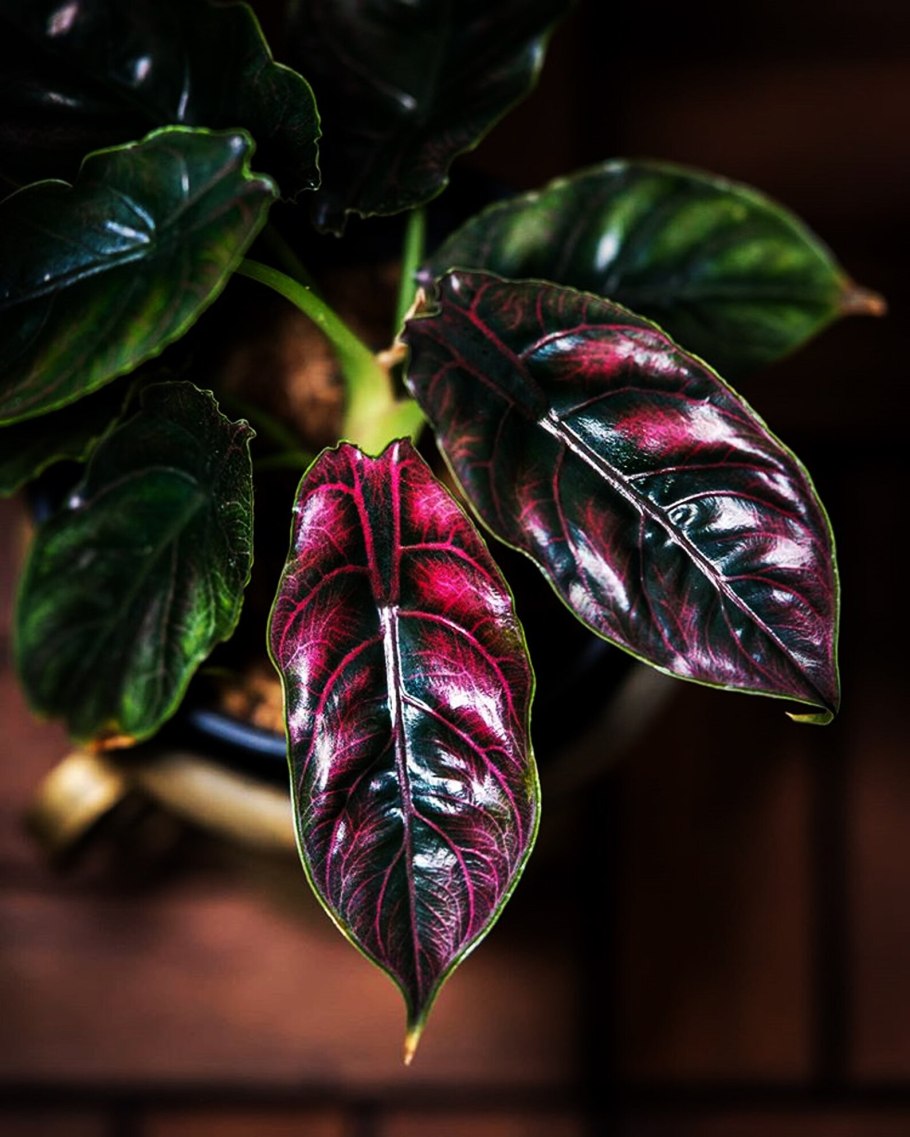 Алоказия Амазоника Бамбино