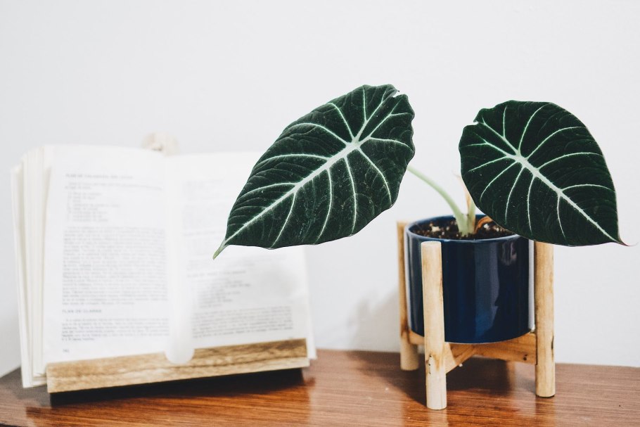 Алоказия Азлани Тай