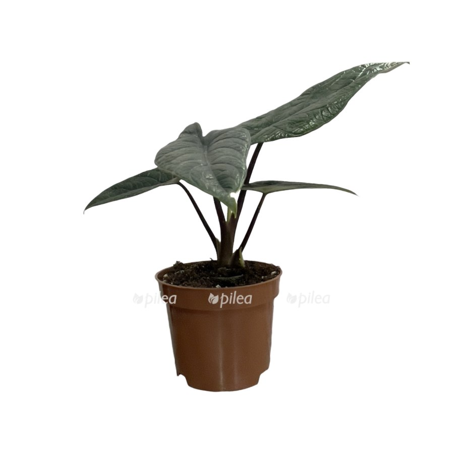 Алоказия синуата