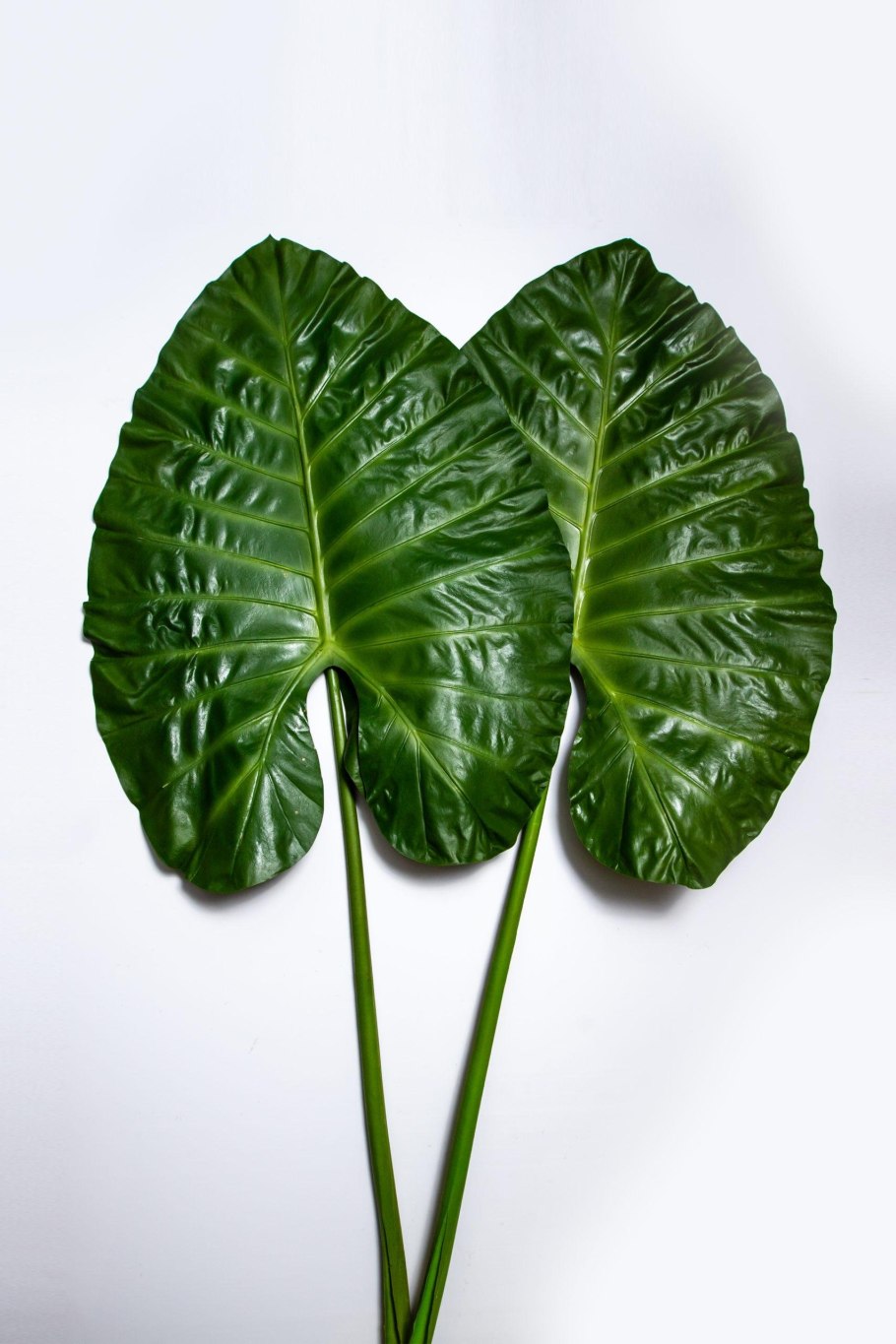 Алоказия lauterbachiana deco