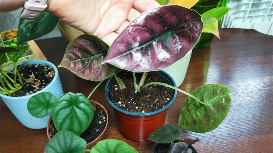 Алоказия Небула