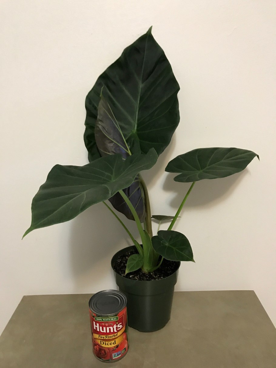 Алоказия платинум