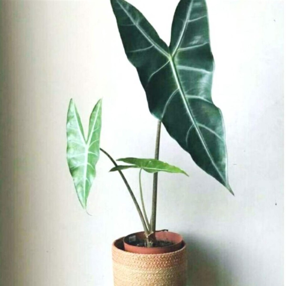 Алоказия карамель Марбл