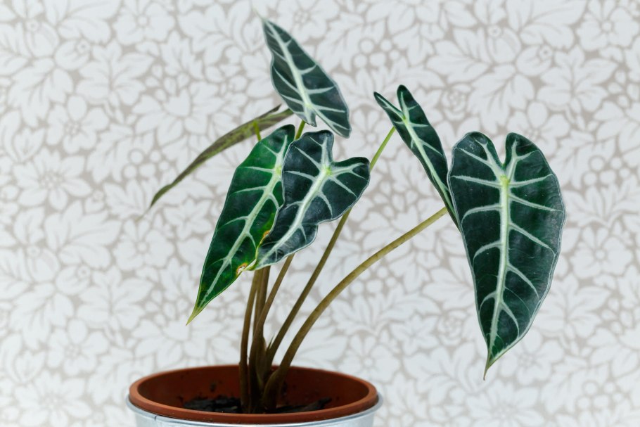 Алоказия Azlanii