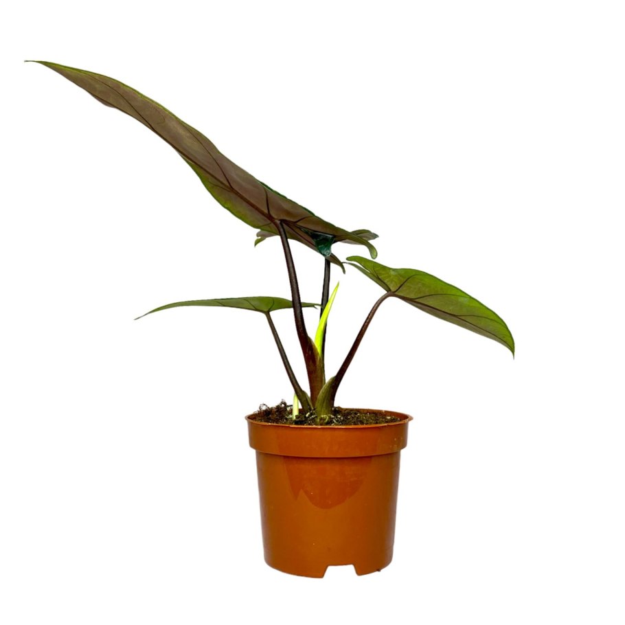 Алоказия дракон Скэйл