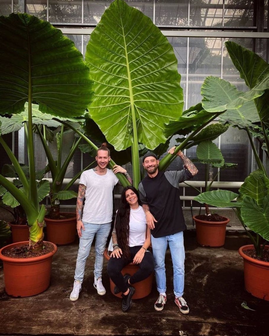 Алоказия Сильвер Небула