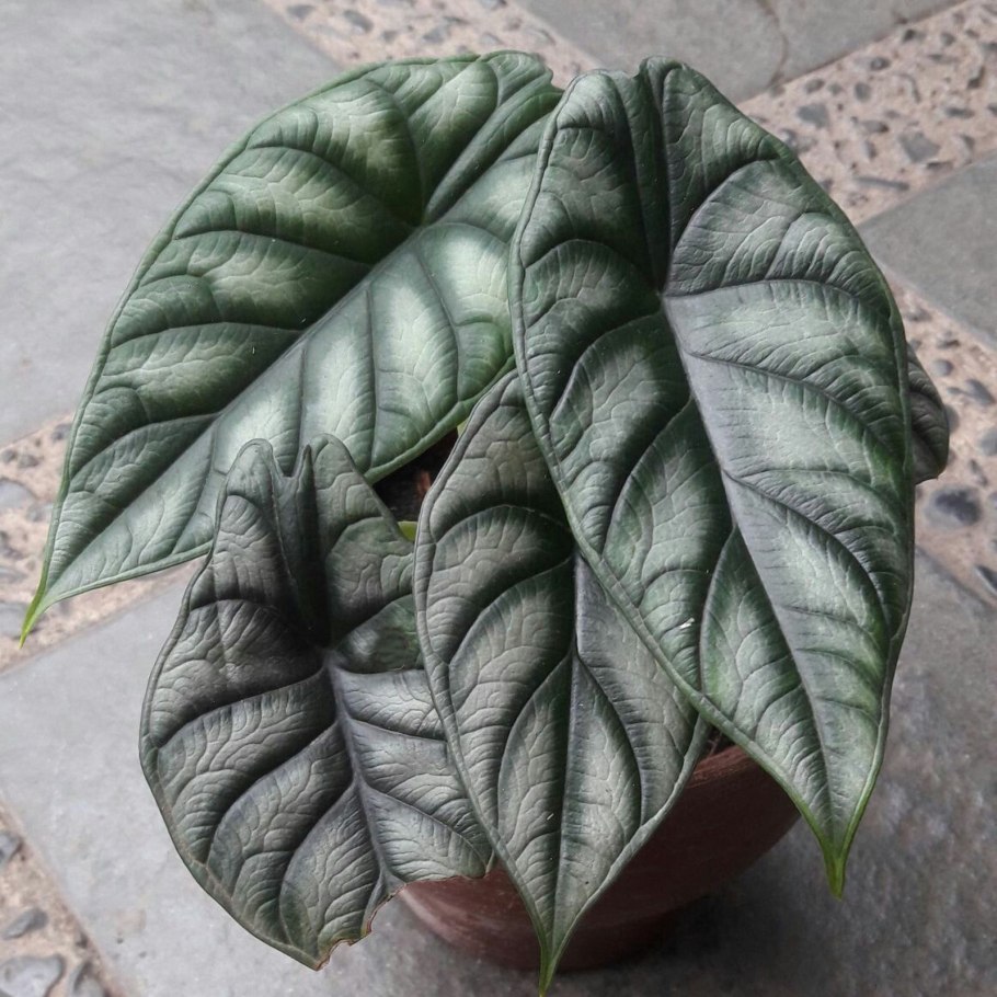 Алоказия Линдена