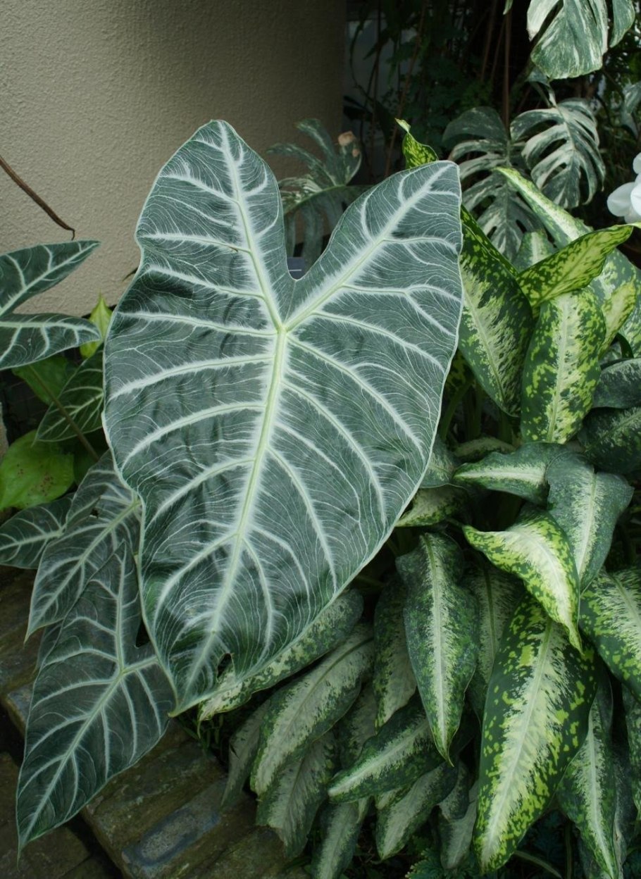 Алоказия псевдосандериана