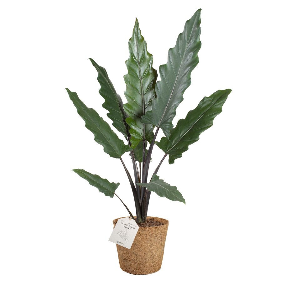 Алоказия Жаклин