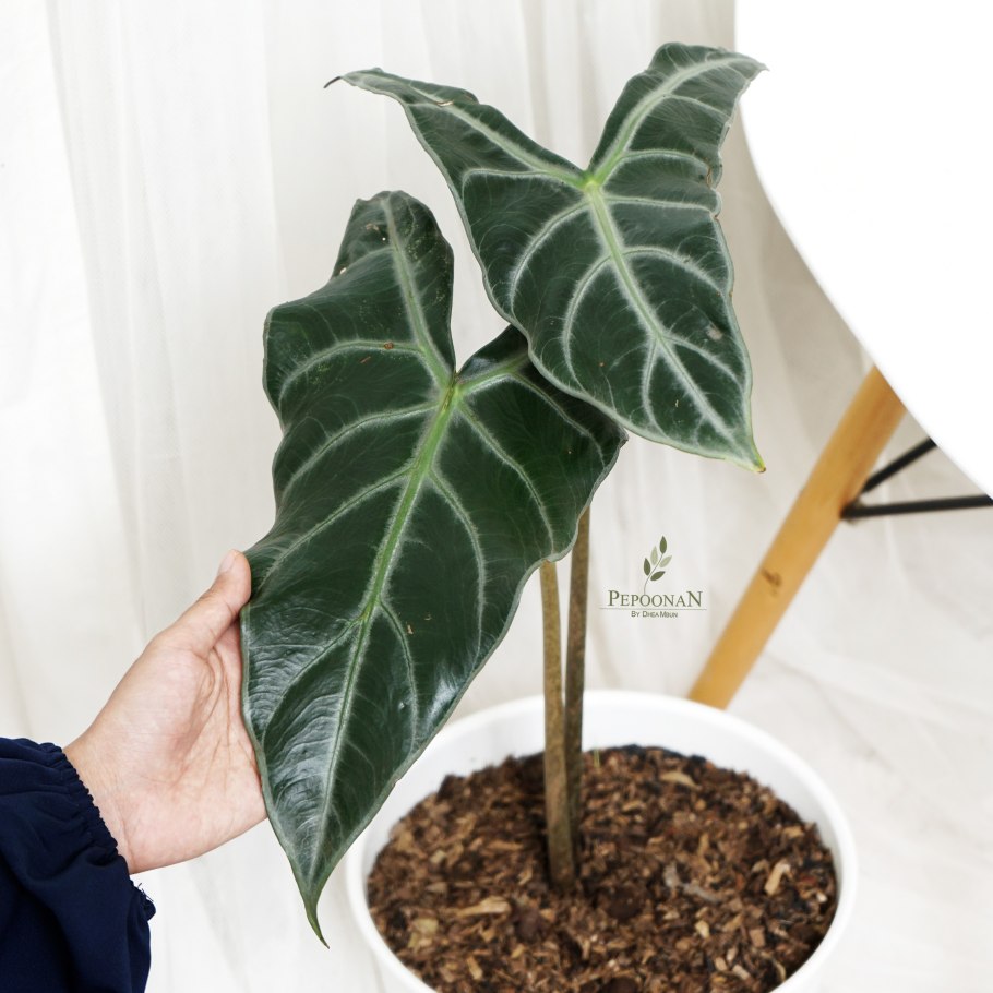 Алоказия princeps