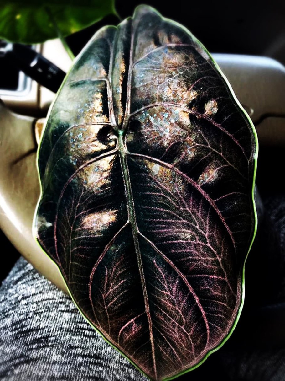 Алоказия gageana