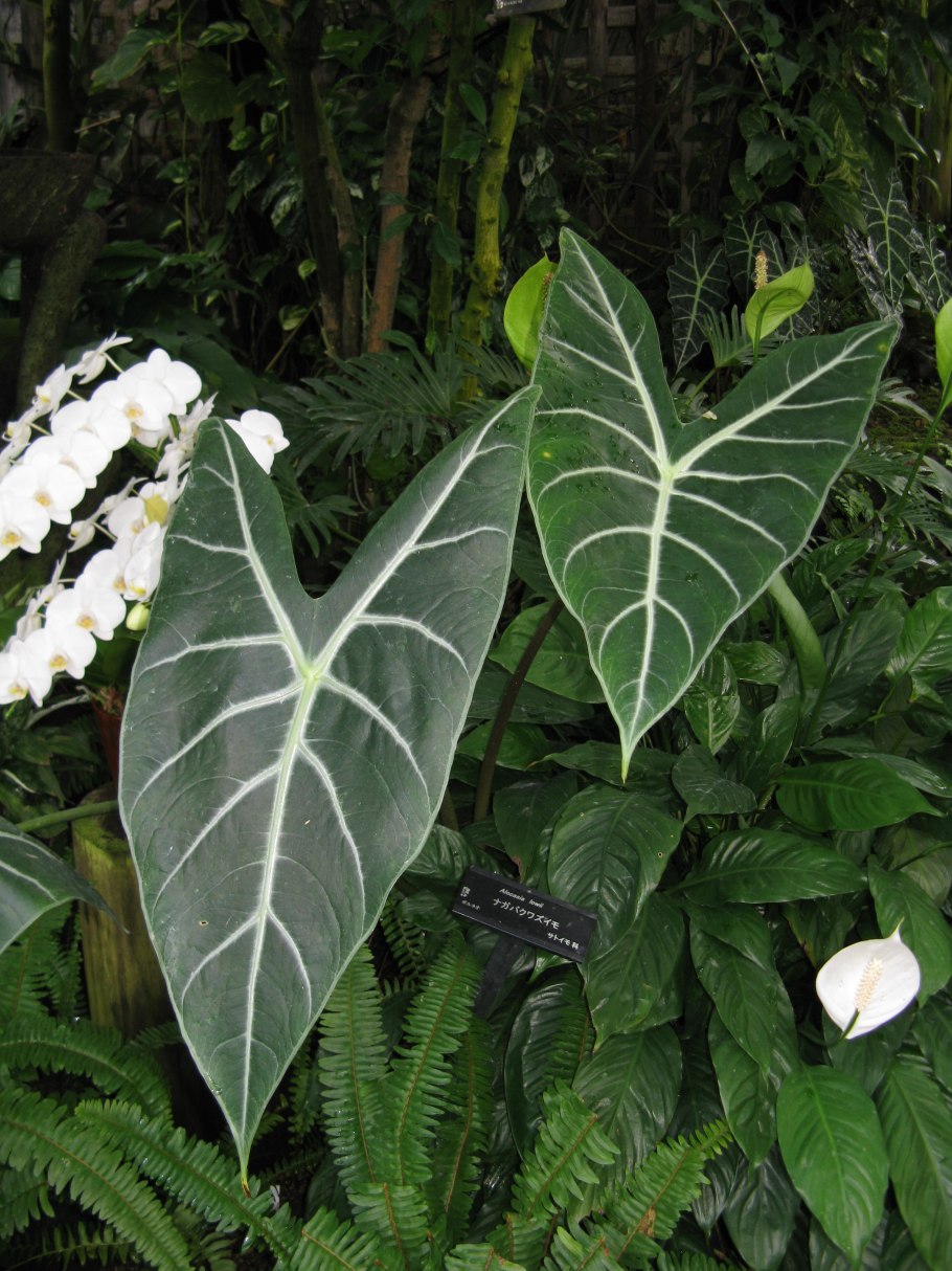 Alocasia ... Longiloba/алоказия