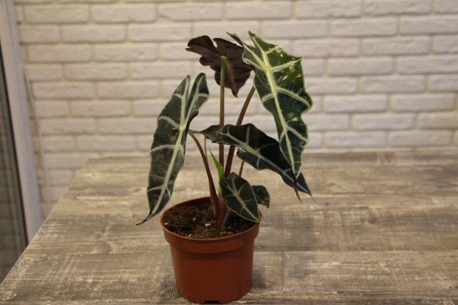 Алоказия Фрайдек