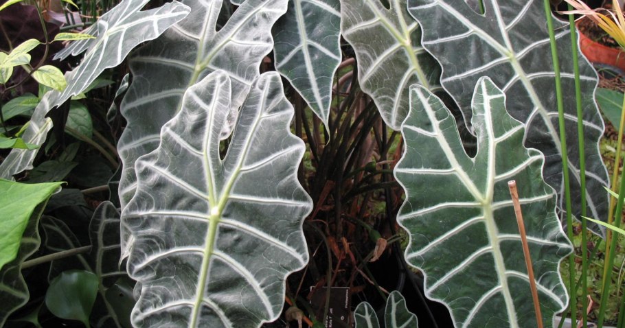 Ne Alocasia sanderiana в природе