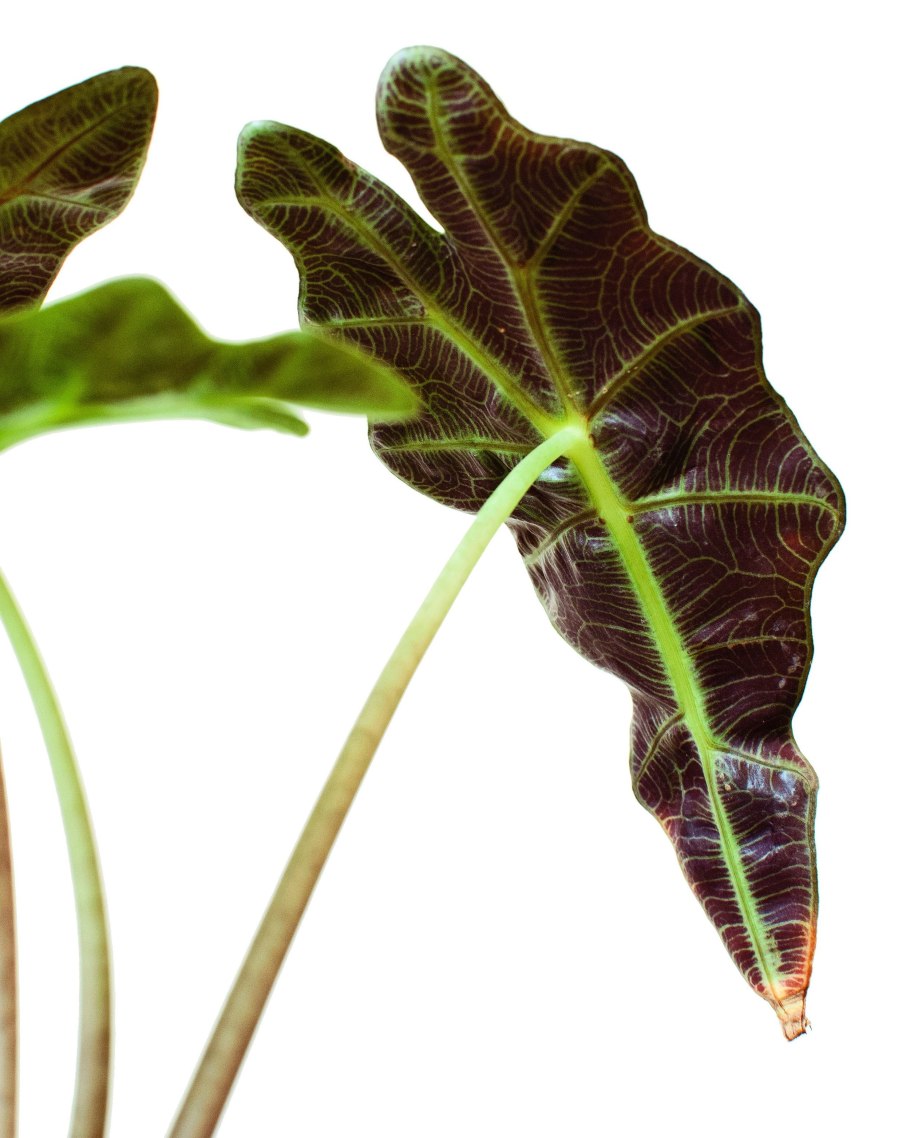 Алоказия синуата