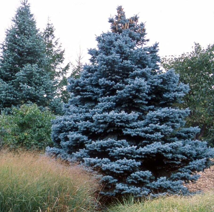 Picea pungens glauca globosa