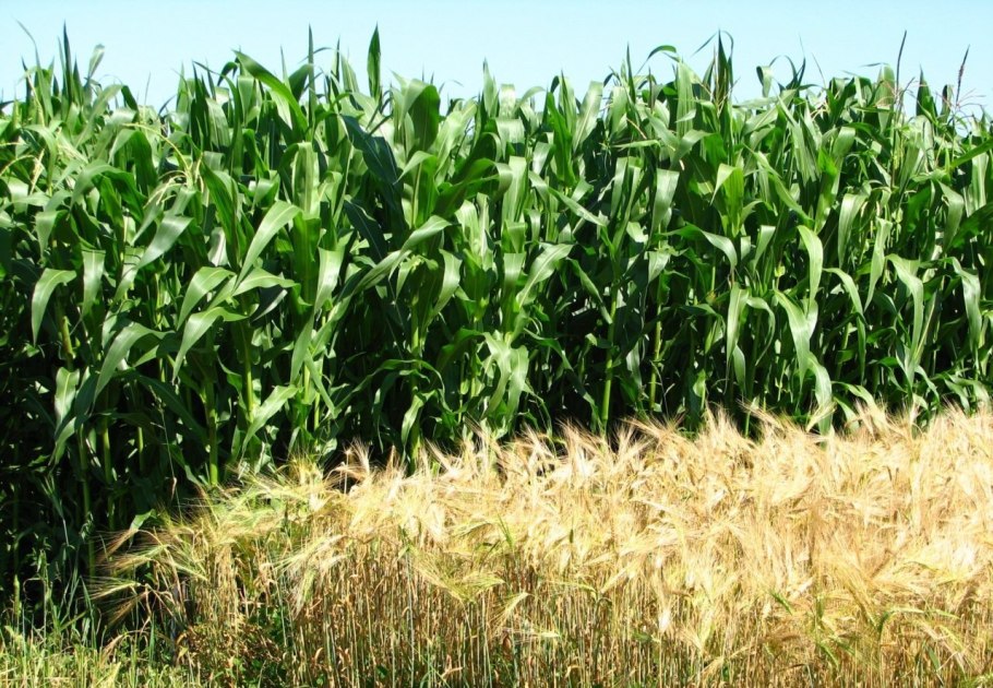 Злаковые растения (семейство злаков)