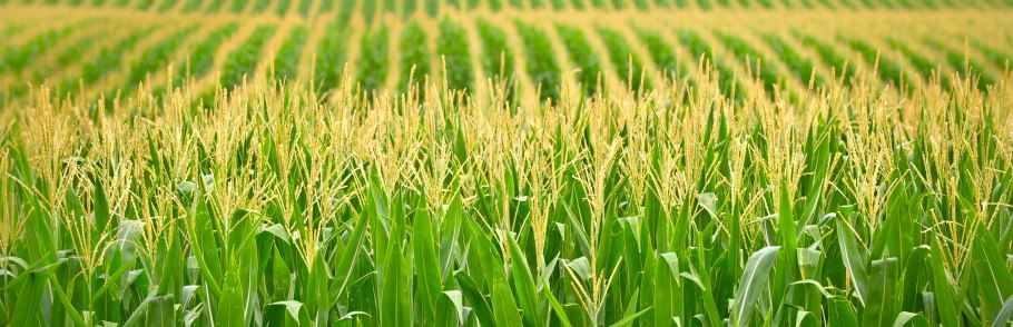 Корма для сельскохозяйственных животных