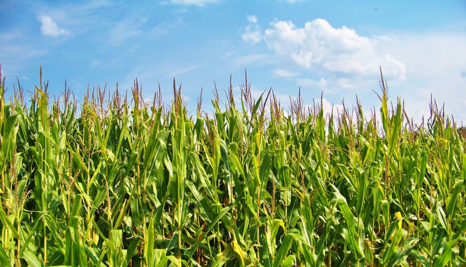 Кукуруза в початках кормовая