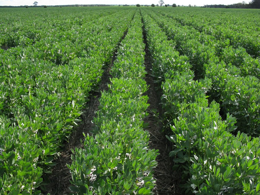 • Полевые злаковые зерновые культуры