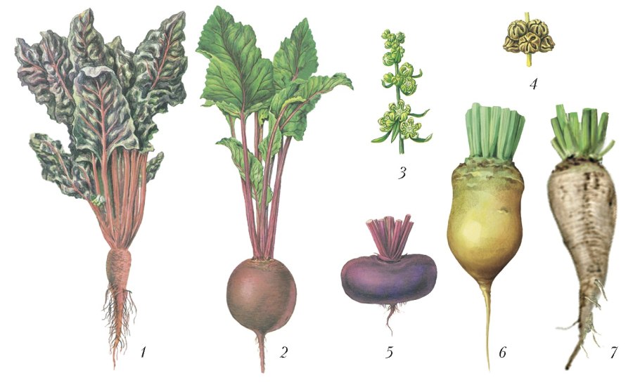 Кормовые травы
