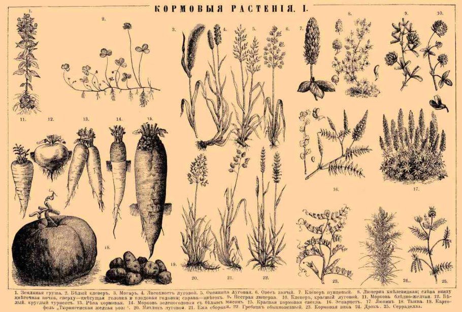 ЧЕРЕЗЗЕРНИЦА кукурузы