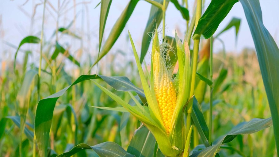 Кормовые травы Луга