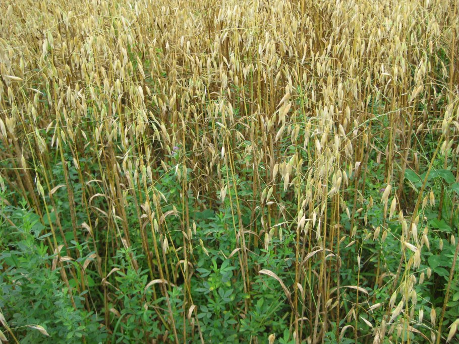 Растение похожее на кукурузу