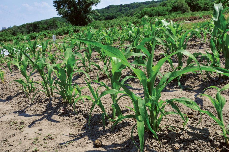 Поле кукурузы на силос