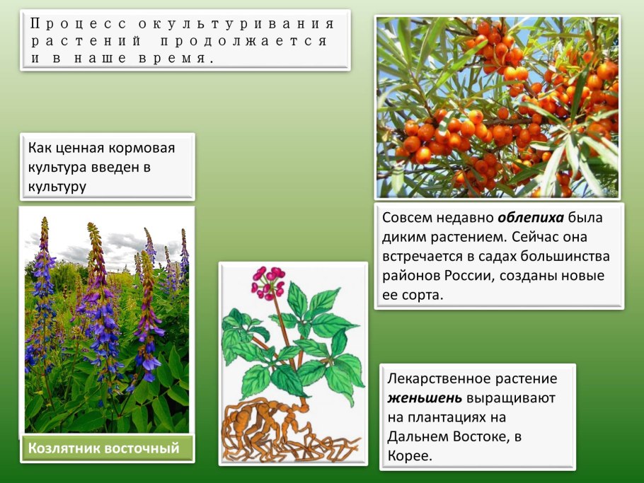 Сахарное сорго