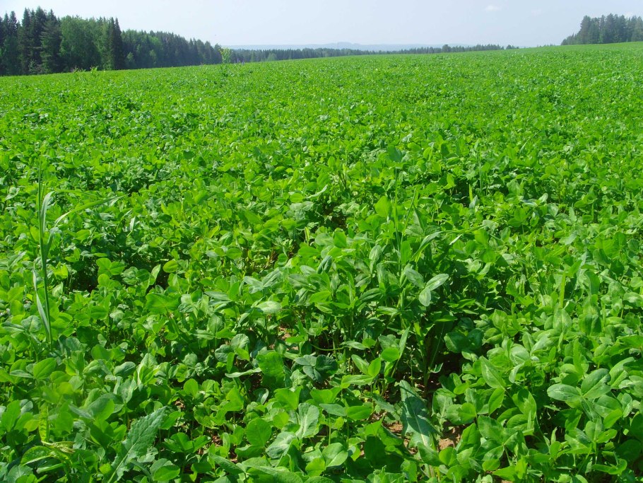 Силосная кукуруза