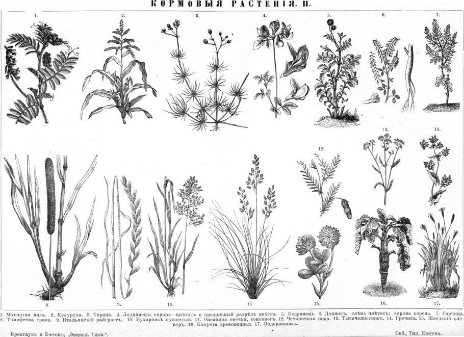 Рапс Яровой кольза