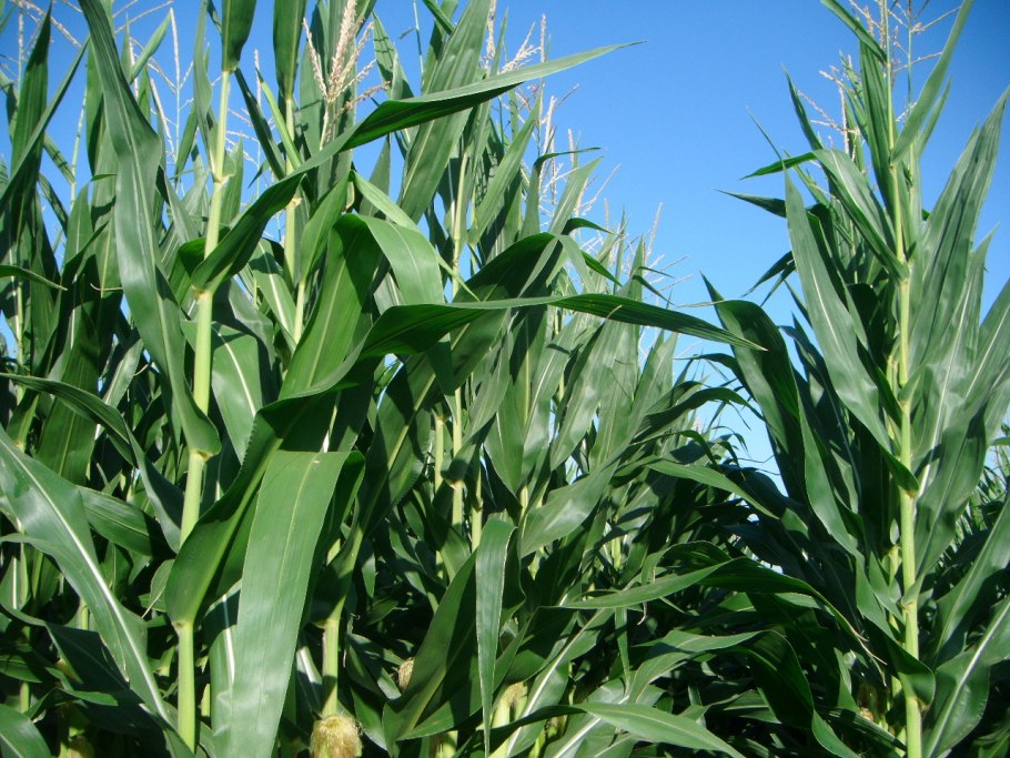 Пырей Тимофеевка