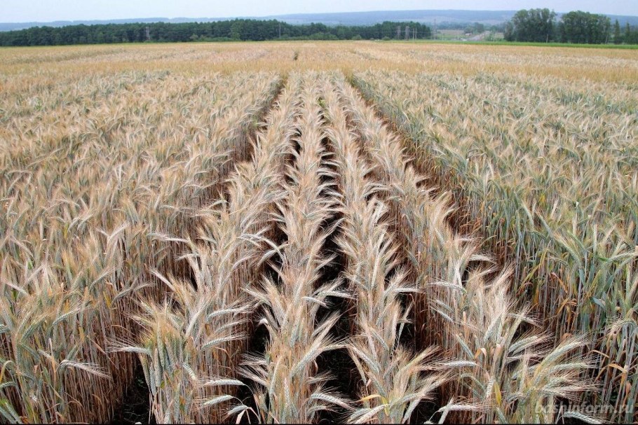 Поле Клевер люцерна