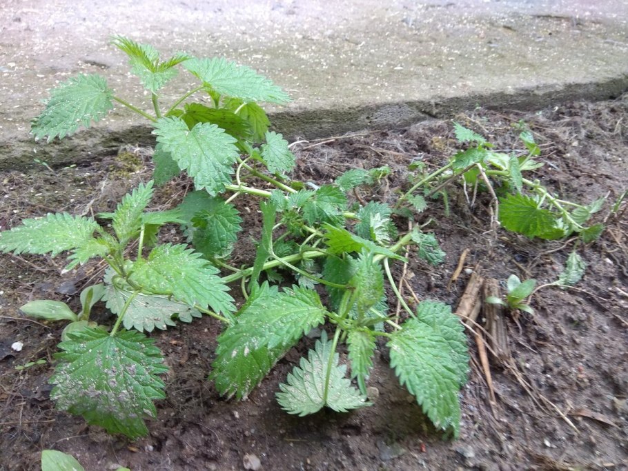 Удобрение из травы