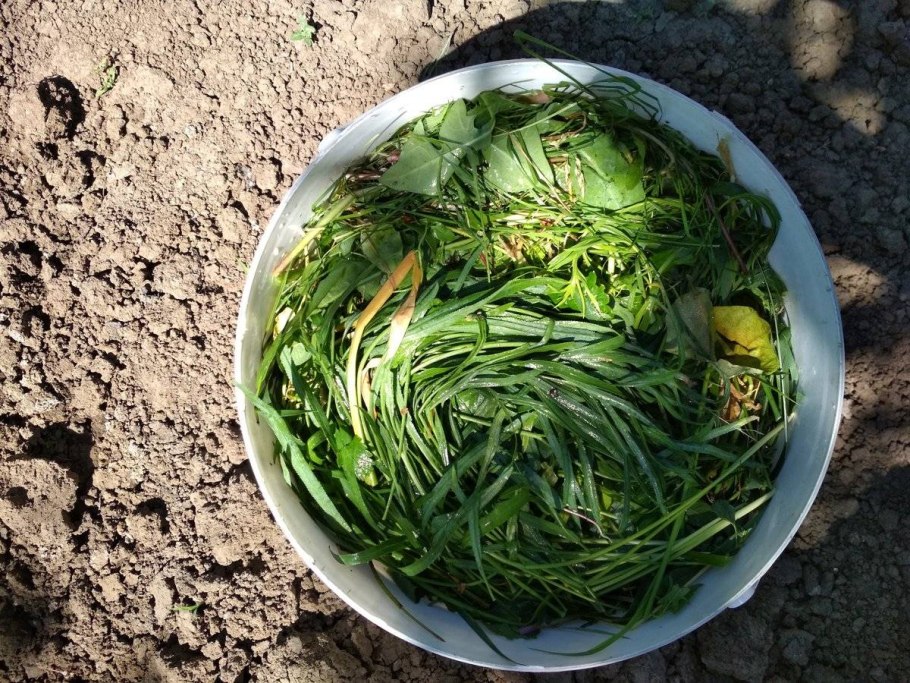 Жидкий навоз коровяк для удобрения