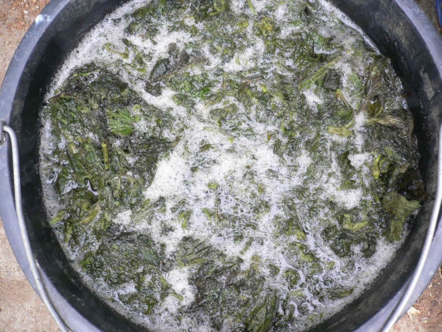 Отвар из крапивы для полива растений