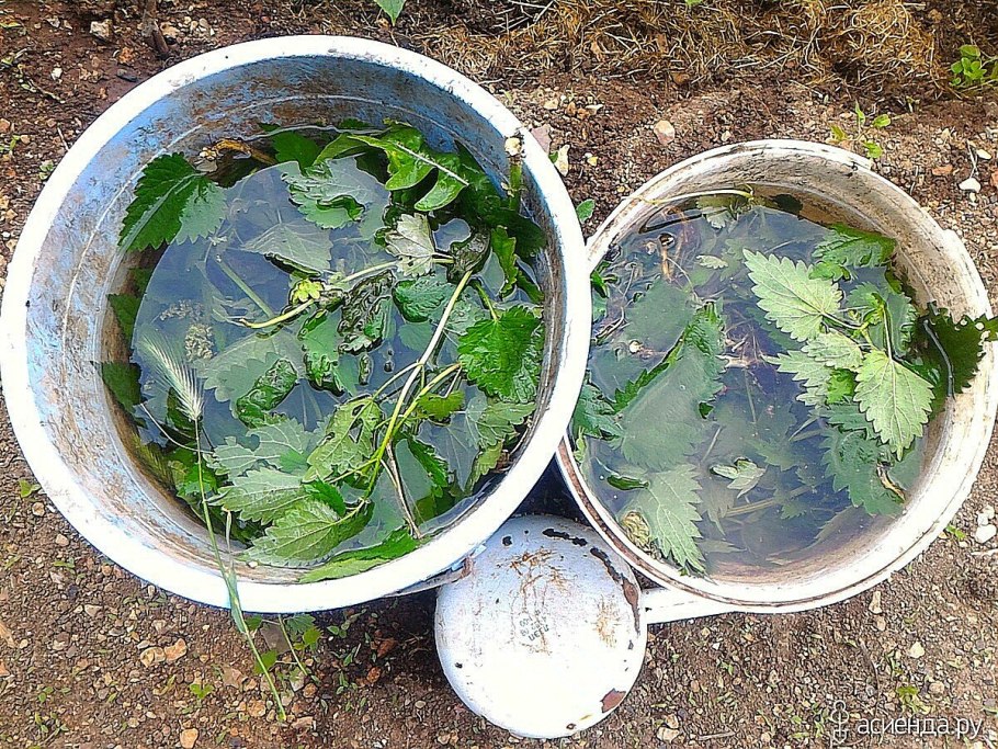 Крапивное удобрение