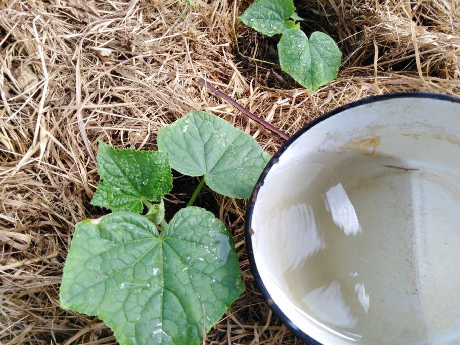 Жидкое зеленое удобрение из сорняков