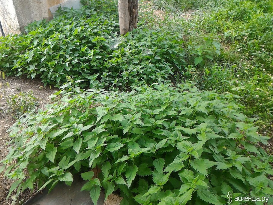 Удобрения из крапивы для огородно-садовых