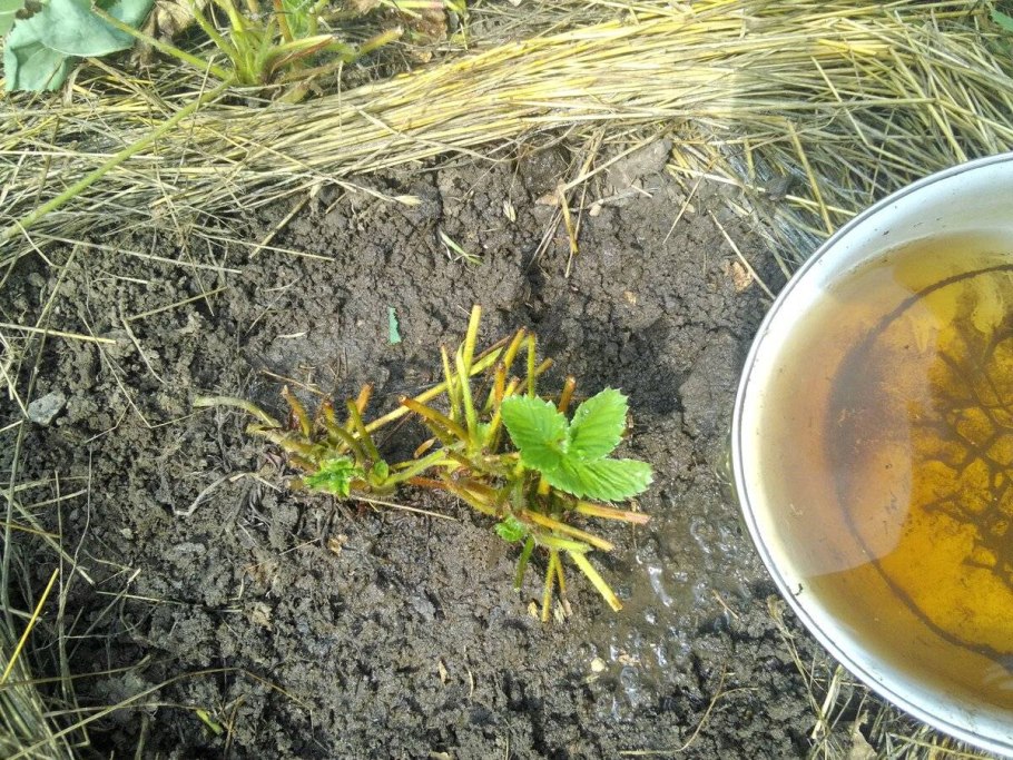 Крапива удобрение