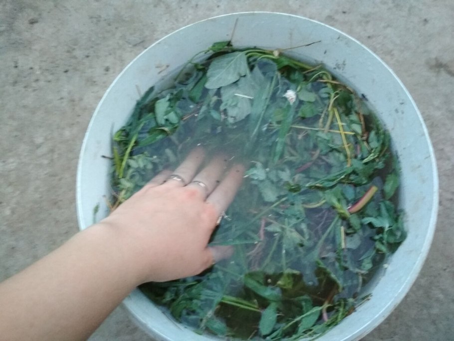 Схемы подкормка ремонтантной малины