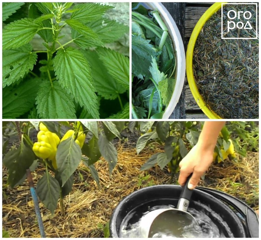 Удобрение из крапивы